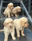 Purebred Golden Retriever Puppy - 1-3 Months Male - 2