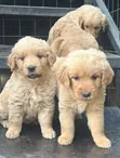 Purebred Golden Retriever Puppy - 1-3 Months Male - 3