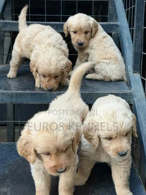 Mbwa wa Kike wa Golden Retriever Safi (Miezi 1-3)