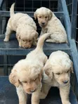 Female Purebred Golden Retriever Puppy (1-3 Months) - 1