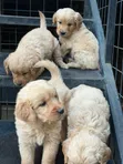Female Purebred Golden Retriever Puppy (1-3 Months) - 2