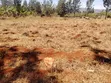 1 Acre Prime Land for Sale, Maguguni, Thika - 1