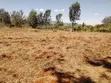 1 Acre Prime Land for Sale, Maguguni, Thika - 3