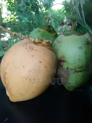Madafu Safi (Madafu) Muuzaji