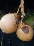 Fresh Coconuts (Madafu) Supplier - 2