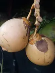 Fresh Coconuts (Madafu) Supplier - 3
