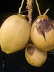Fresh Coconuts (Madafu) Supplier - 4