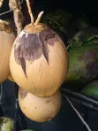 Fresh Coconuts (Madafu) Supplier - 5