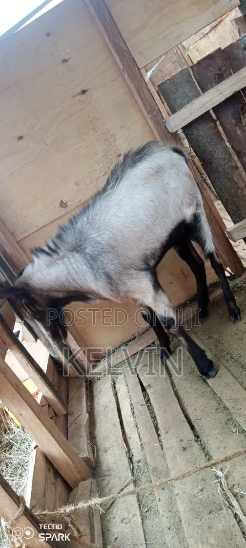 Mbuzi Dume wa Boer Wauzwa - 1