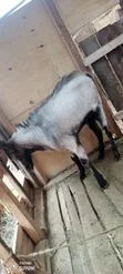 Mbuzi Dume wa Boer Wauzwa - 1
