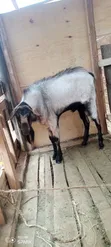 Mbuzi Dume wa Boer Wauzwa - 2