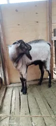 Mbuzi Dume wa Boer Wauzwa - 3