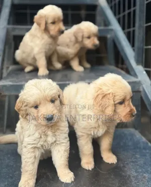 Kambeni Safi wa Kike wa Golden Retriever (Miezi 1-3)