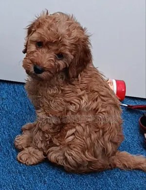 Purebred Poodle Puppy (1-3 Months)