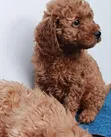 Purebred Poodle Puppy (1-3 Months) - 2