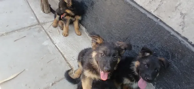 Kabwe wa Kiume wa German Shepherd Safi wa Miezi 1-3 - 1