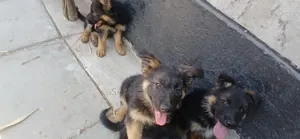 Kabwe wa Kiume wa German Shepherd Safi wa Miezi 1-3
