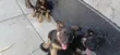Kabwe wa Kiume wa German Shepherd Safi wa Miezi 1-3 - 1