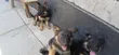 Kabwe wa Kiume wa German Shepherd Safi wa Miezi 1-3 - 2