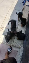 Kabwe wa Kiume wa German Shepherd Safi wa Miezi 1-3 - 3