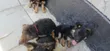 Kabwe wa Kiume wa German Shepherd Safi wa Miezi 1-3 - 4