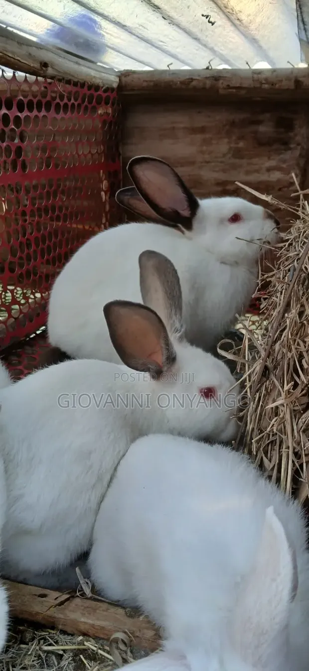 Mrat Breeding Rabbits - 1