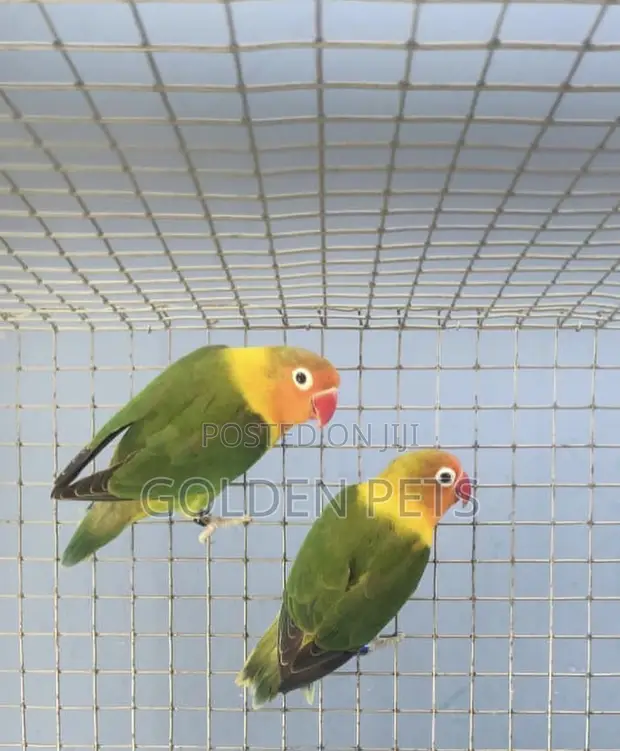 African Lovebirds - 1