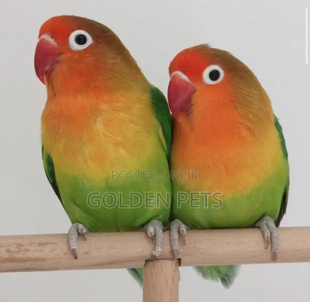 Lovebirds, Budgies, Cockatiels - 1
