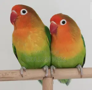 Lovebirds, Budgies, Cockatiels