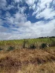 Kiwanja kwa Mauzo Juja Farm, Mwireri - 1