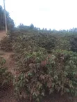 Ardhi ya Viwanda kwa Uuzaji Murang'a, Kambiti - 1