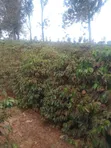 Ardhi ya Viwanda kwa Uuzaji Murang'a, Kambiti - 3
