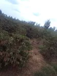 Ardhi ya Viwanda kwa Uuzaji Murang'a, Kambiti - 4