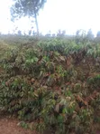 Ardhi ya Viwanda kwa Uuzaji Murang'a, Kambiti - 5