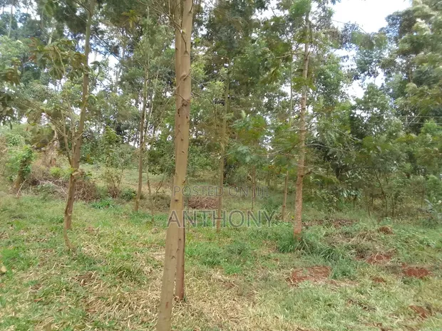 Tetu, Nyeri - 3 Acres Indigenous Forest Land for Sale - 1