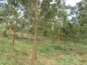 Tetu, Nyeri - 3 Acres Indigenous Forest Land for Sale