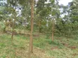 Tetu, Nyeri - 3 Acres Indigenous Forest Land for Sale - 1