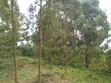 Tetu, Nyeri - 3 Acres Indigenous Forest Land for Sale - 2