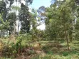 Tetu, Nyeri - 3 Acres Indigenous Forest Land for Sale - 3
