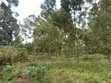 Tetu, Nyeri - 3 Acres Indigenous Forest Land for Sale - 4