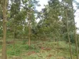 Tetu, Nyeri - 3 Acres Indigenous Forest Land for Sale - 5