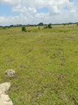 Juja Farm, Mastore 50x100 Plot for Sale - 3