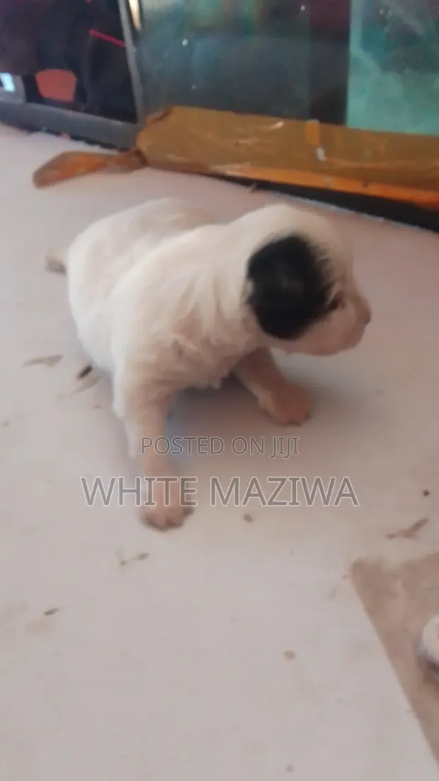 0-1 Month Male Jack Russell Terrier Mix Puppy - 1