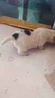 Mbwa Mchanganyiko wa Jack Russell Terrier Kiume Mwezi 0-1 - 3
