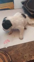 Mbwa Mchanganyiko wa Jack Russell Terrier Kiume Mwezi 0-1 - 4