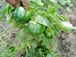 Eneo la Karai Nyondia, Naivasha - 1.5 Eka kwa Nyumba au Hoteli - 1