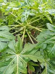 Eneo la Karai Nyondia, Naivasha - 1.5 Eka kwa Nyumba au Hoteli - 3