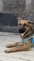Mbwa wa Kijerumani wa Kiume Mwezi 2.5 Mwenye Safu Safi - 2