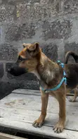 Mbwa wa Kijerumani wa Kiume Mwezi 2.5 Mwenye Safu Safi - 3
