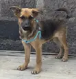 Mbwa wa Kijerumani wa Kiume Mwezi 2.5 Mwenye Safu Safi - 4